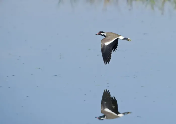 Framed Print : Red-wattled Lapwing (Vanellus indicus) Bharatpur India Framed Print : Red-wattled Lapwing (Vanellus indicus) Bharatpur India