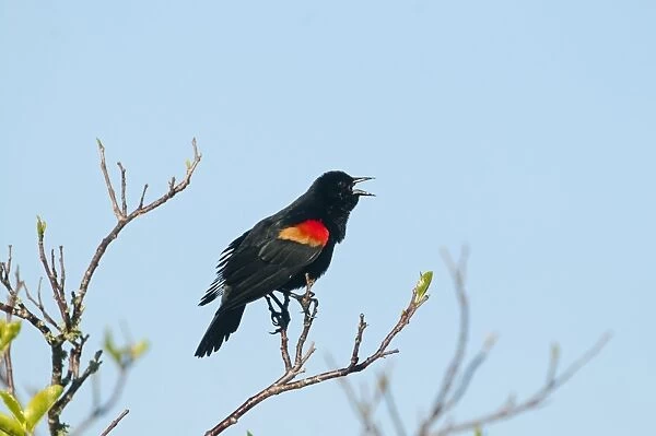 Red-winged Blackbird Agelaius phoeniceus singing at dawn Florida Everglades USA