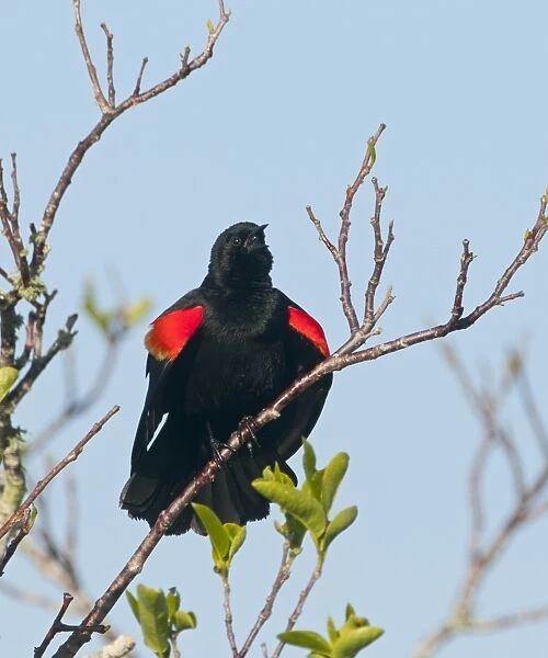 Red-winged Blackbird Agelaius phoeniceus singing at dawn Florida Everglades USA