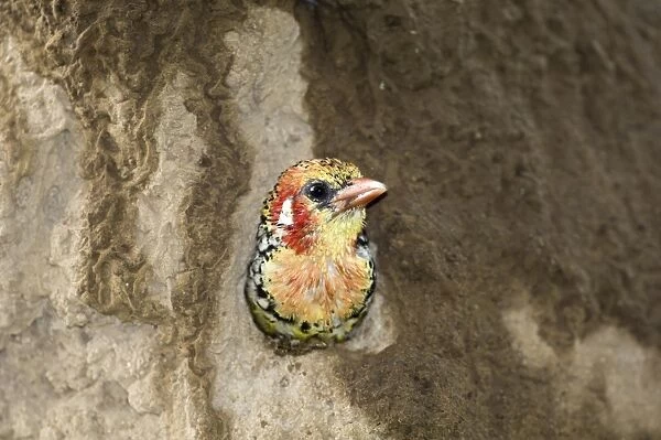 Red and Yellow Barbet Trachyphonus erythrocephalus at nest hole in termite mound