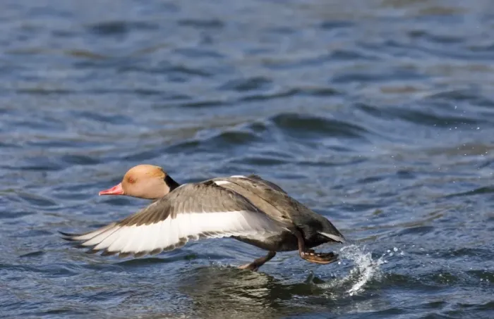 Framed Print : Rede-crested Pochard Netta rufina male taking off Norfolk March Framed Print : Rede-crested Pochard Netta rufina male taking off Norfolk March