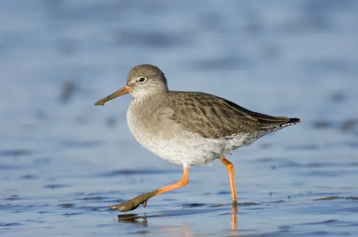 Framed Print : Redshank Tringa totanus feeding on mudflats North Norfolk winter Framed Print : Redshank Tringa totanus feeding on mudflats North Norfolk winter