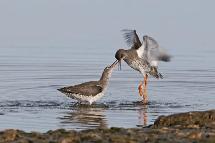 Framed Print : Redshank Tringa totanus fighting Norfolk winter Framed Print : Redshank Tringa totanus fighting Norfolk winter