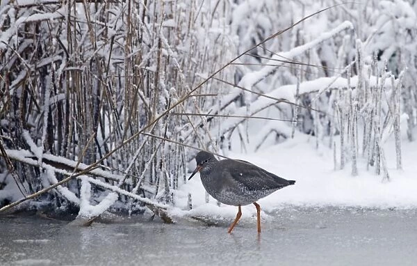Redshank Tringa totanus on frozen ditch Cley Norfolk November