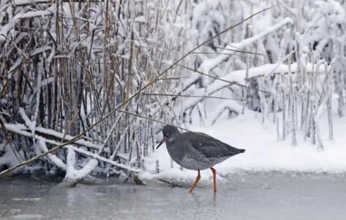 Framed Print : Redshank Tringa totanus on frozen ditch Cley Norfolk November Framed Print : Redshank Tringa totanus on frozen ditch Cley Norfolk November