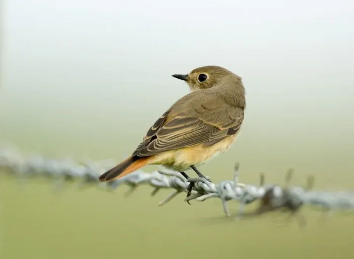 Framed Print : Redstart Phoenicurus phoenicurus autumn migrant North Norfolk September Framed Print : Redstart Phoenicurus phoenicurus autumn migrant North Norfolk September