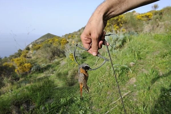 Redstart Phoenicurus phoenicurus migrant male caught in spring  /  clap trap (also
