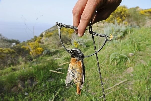 Redstart Phoenicurus phoenicurus migrant male caught in spring  /  clap trap (also