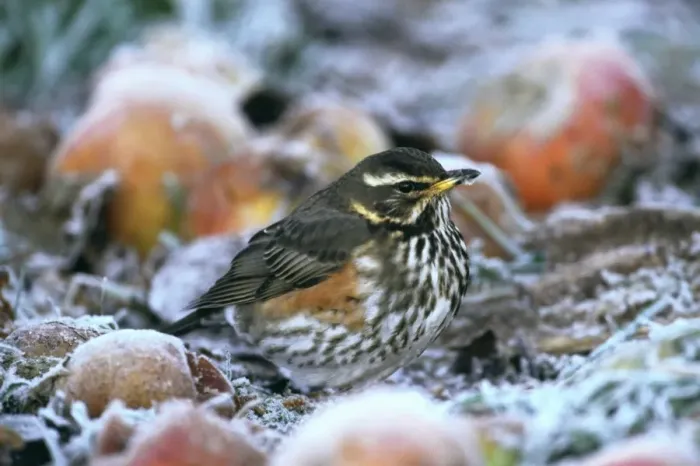 Framed Print : Redwing, Turdus iliacus, feeding on apples in garden on frosty morning, Kent, UK Framed Print : Redwing, Turdus iliacus, feeding on apples in garden on frosty morning, Kent, UK