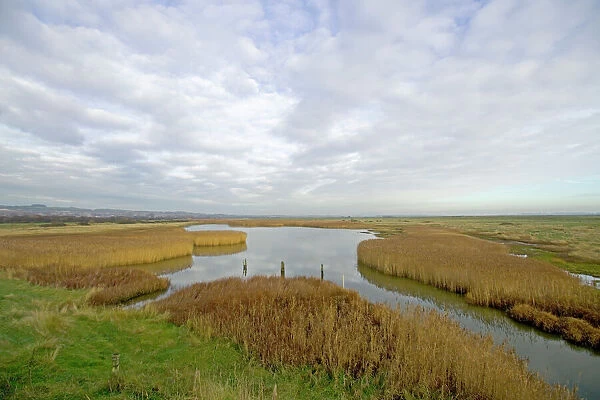 Reed beds at Farlington Marshes (langstone Harbour) Hants