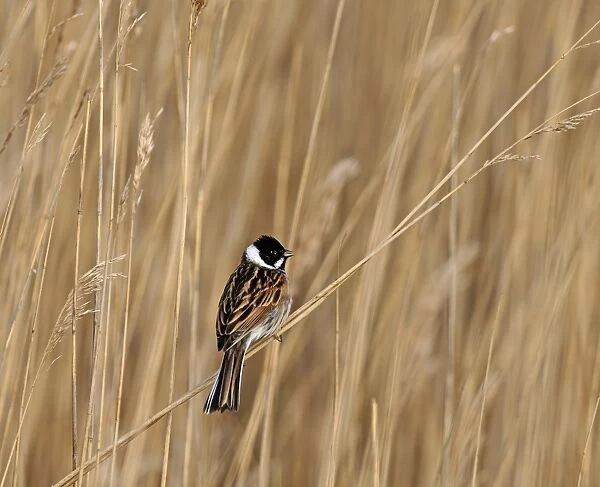 Reed Bunting Emberiza pallasi male in reeds Northumberland April UK