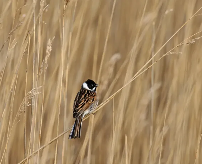 Framed Print : Reed Bunting Emberiza pallasi male in reeds Northumberland April UK