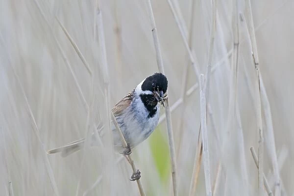 Reed Bunting Emberiza schoeniclus male with food for young Cley Norfolk May