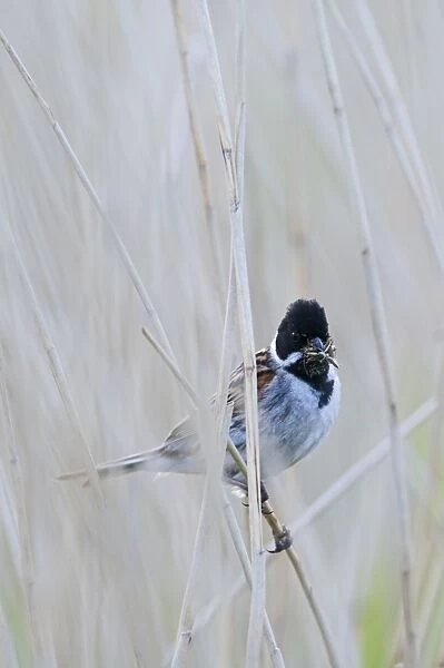 Reed Bunting Emberiza schoeniclus male with food for young Cley Norfolk May