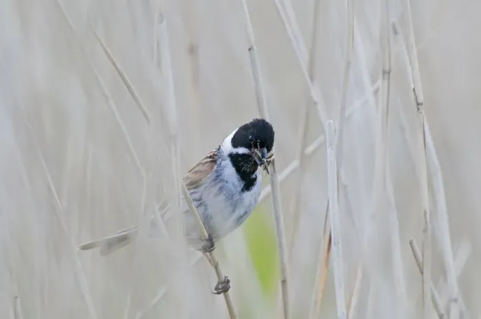 Framed Print : Reed Bunting Emberiza schoeniclus male with food for young Cley Norfolk May Framed Print : Reed Bunting Emberiza schoeniclus male with food for young Cley Norfolk May