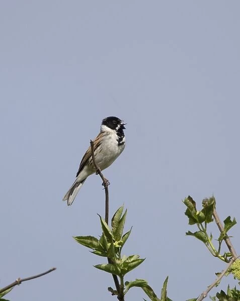 Reed Bunting Emberiza schoeniclus male Titchwell Norfolk spring