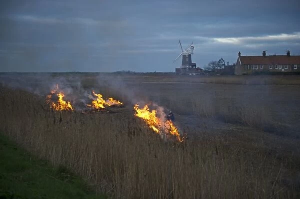 Reed burning Cley Norfolk winter