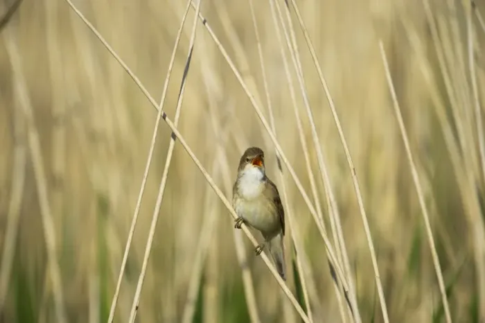 Framed Print : Reed Warbler Acrocephalus cirpaceus Cley Norfolk spring Framed Print : Reed Warbler Acrocephalus cirpaceus Cley Norfolk spring