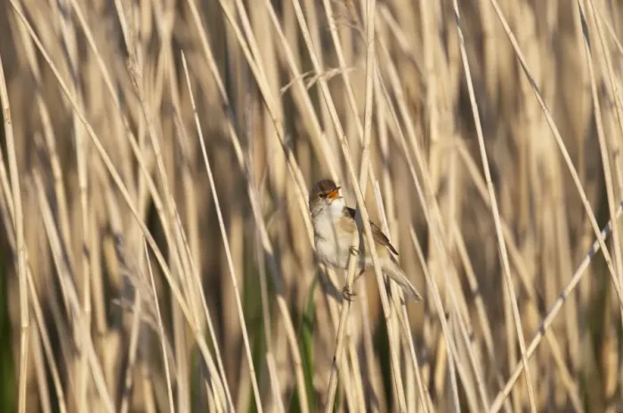 Framed Print : Reed Warbler Acrocephalus scirpaceus Cley Norfolk spring Framed Print : Reed Warbler Acrocephalus scirpaceus Cley Norfolk spring
