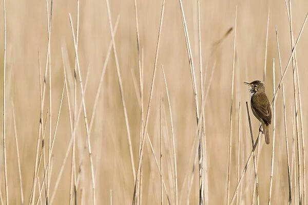 Reed Warbler Acrocephalus scirpaceus Norfolk spring