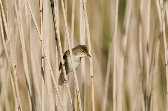Framed Print : Reed Warbler Acrocephalus scirpaceus Norfolk spring Framed Print : Reed Warbler Acrocephalus scirpaceus Norfolk spring