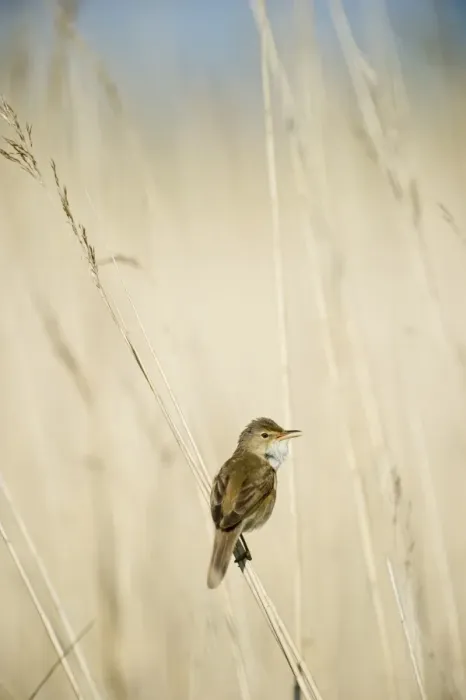 Framed Print : Reed Warbler in song in reed bed in Norfolk Broads spring Framed Print : Reed Warbler in song in reed bed in Norfolk Broads spring