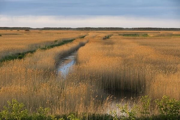 Reedbed on Cley NWT Reserve Norfolk April