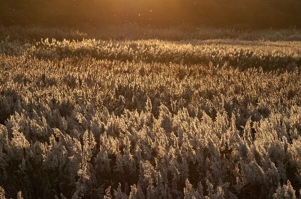 Reedbed dusk Cley Norfolk winter