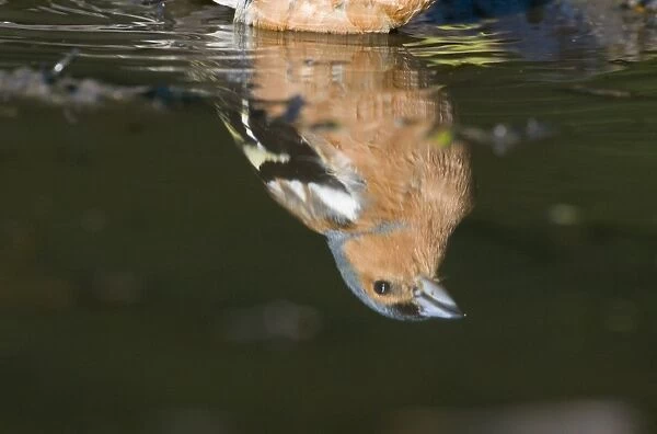 Reflection of Chaffinch Fringilla coelebs male bathing  /  drinking in puddle Norfolk