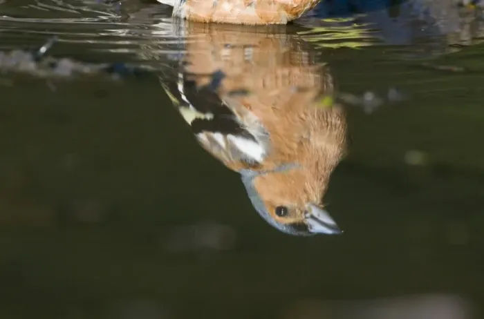 Framed Print : Reflection of Chaffinch Fringilla coelebs male bathing / drinking in puddle Norfolk Framed Print : Reflection of Chaffinch Fringilla coelebs male bathing / drinking in puddle Norfolk