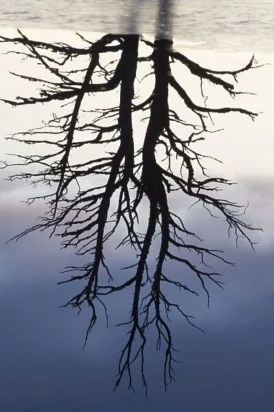 Reflection of dead pine in loch Scotland winter
