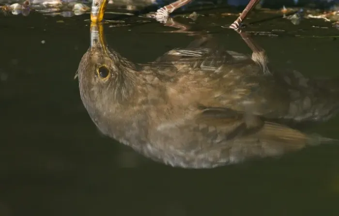 Framed Print : Reflection of female Blackbird Turdus merula drinking from puddle Norfolk spring Framed Print : Reflection of female Blackbird Turdus merula drinking from puddle Norfolk spring