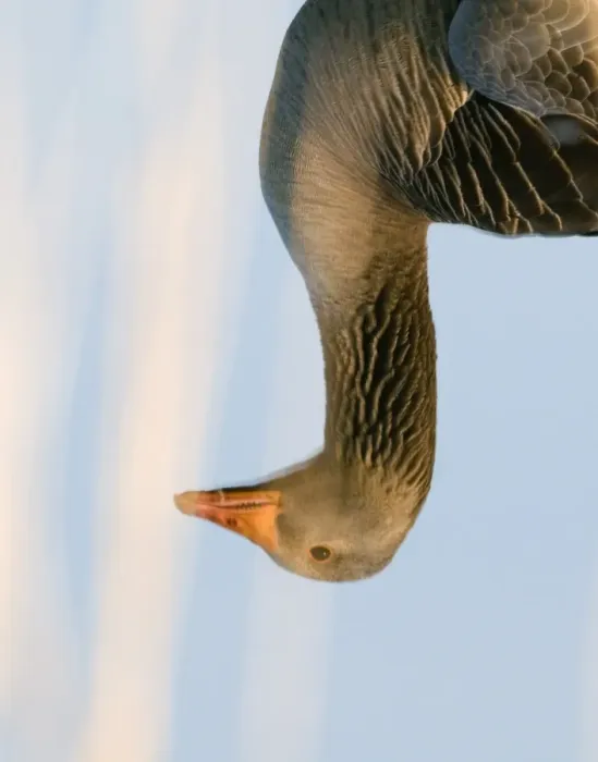 Framed Print : Reflection of Greylag Goose Anser anser Cley Norfolk April Framed Print : Reflection of Greylag Goose Anser anser Cley Norfolk April