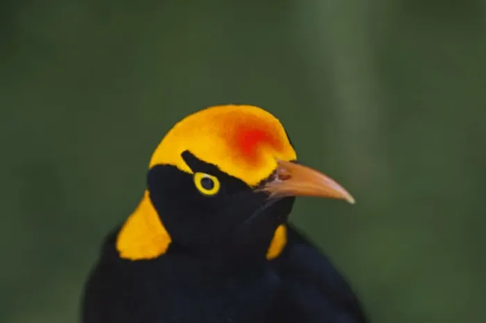 Framed Print : Regent Bowerbird Sericulus chrysocephalus male O Reillys Lamington NP Queensland Framed Print : Regent Bowerbird Sericulus chrysocephalus male O Reillys Lamington NP Queensland