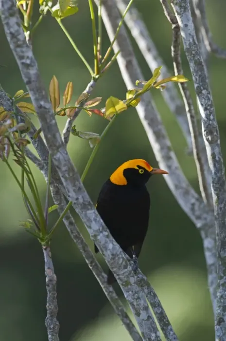 Framed Print : Regent Bowerbird Sericulus chrysocephalus male O Reillys Lamington NP Queensland Framed Print : Regent Bowerbird Sericulus chrysocephalus male O Reillys Lamington NP Queensland