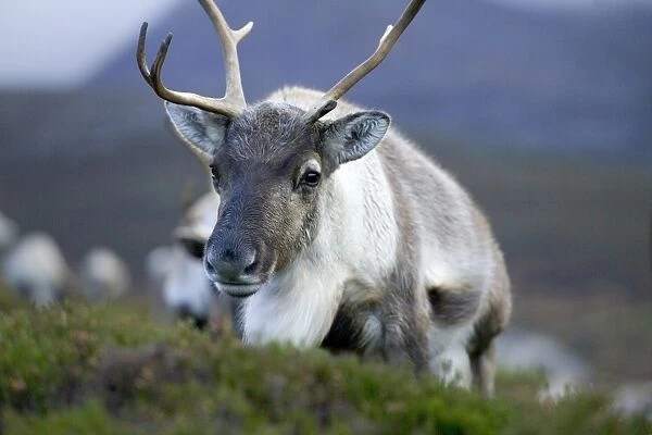 Reindeer Cairngorms National Park Scotland winter