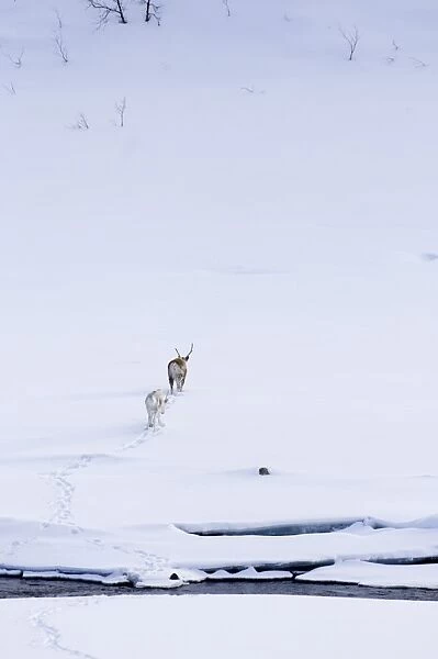 Reindeer & calf Lapland winter