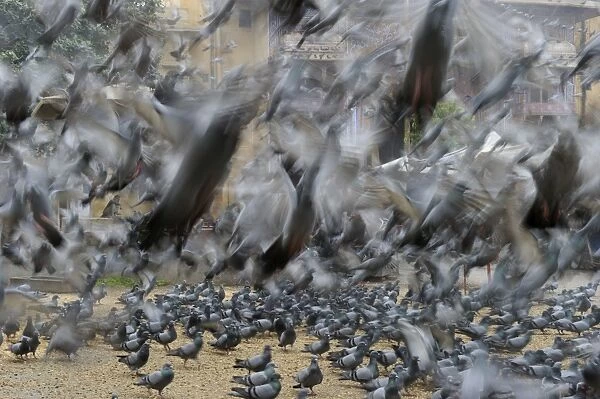 Religious feeding of pigeons by Hindus Jodphur India