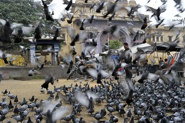 Religious feeding of pigeons by Hindus Jodphur India