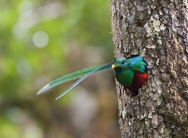 Resplendent Quetzal Pharomachrus moccino male looking out of nest hole Central Highlands