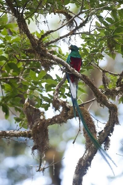 Resplendent Quetzal Pharomachrus mocinno Central Highlands Costa Rica