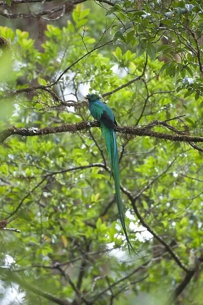 Resplendent Quetzal Pharomachrus mocinno Central Highlands Costa Rica