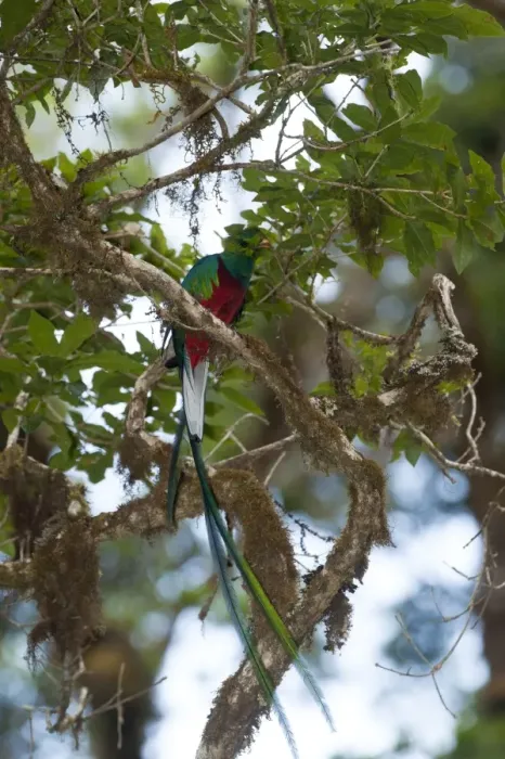 Framed Print : Resplendent Quetzal Pharomachrus mocinno Central Highlands Costa Rica Framed Print : Resplendent Quetzal Pharomachrus mocinno Central Highlands Costa Rica