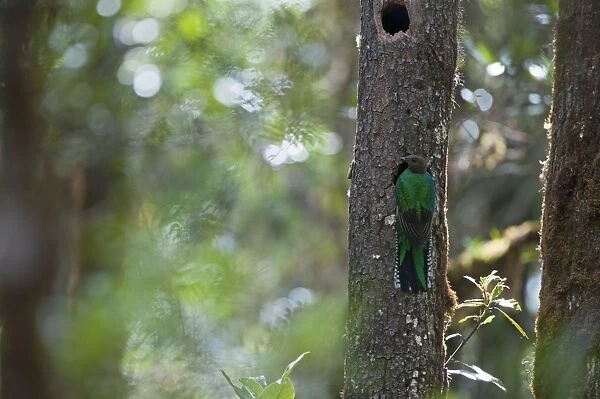 Resplendent Quetzal Pharomachrus mocinno female at nest Central Highlands Costa Rica