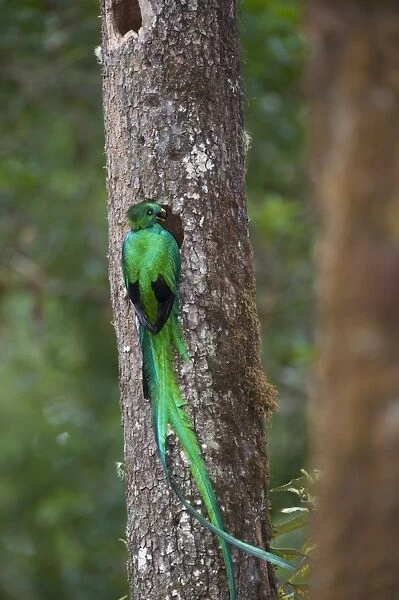 Resplendent Quetzal Pharomachrus mocinno male bringing food (avocado) to nest Central