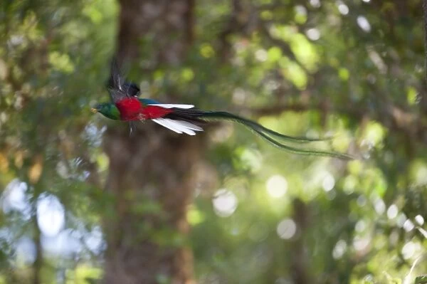 Resplendent Quetzal Pharomachrus mocinno male leaving nest Central Highlands Costa Rica