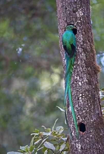 Resplendent Quetzal Pharomachrus mocinno male bringing food to nest Central Highlands