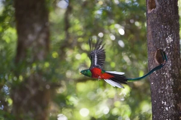 Resplendent Quetzal Pharomachrus mocinno male leaving nest Central Highlands Costa Rica