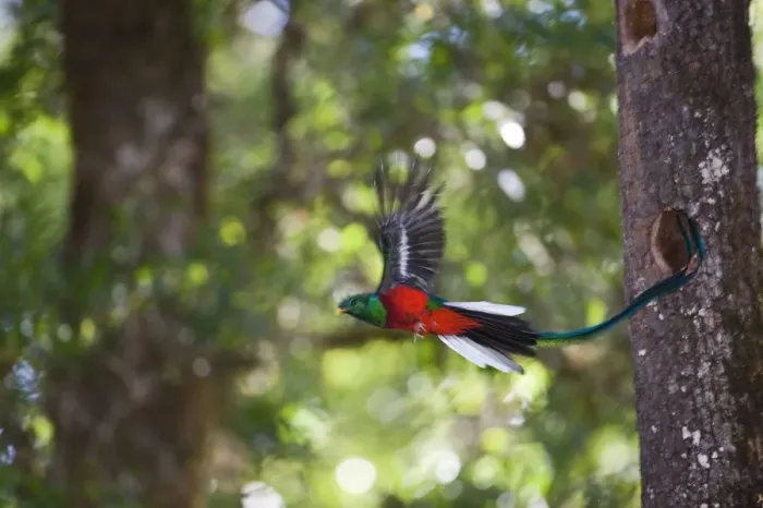 Framed Print : Resplendent Quetzal Pharomachrus mocinno male leaving nest Central Highlands Costa Rica Framed Print : Resplendent Quetzal Pharomachrus mocinno male leaving nest Central Highlands Costa Rica