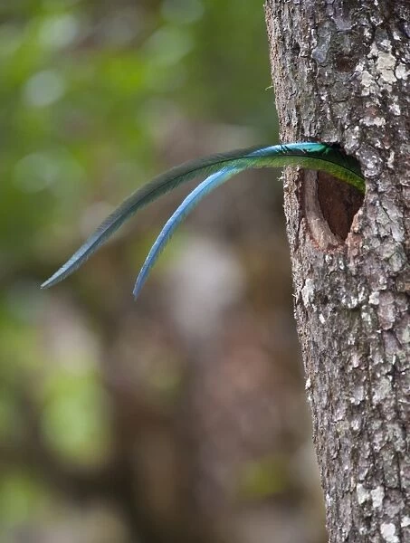Resplendent Quetzal Pharomachrus mocinno males tail sticking out of nest hole while